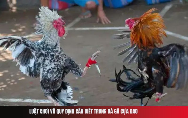 Luật chơi và quy định cần biết trong đá gà cựa dao