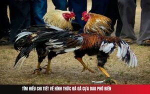 Tìm Hiểu Chi Tiết Về Hình Thức Đá Gà Cựa Dao Phổ Biến